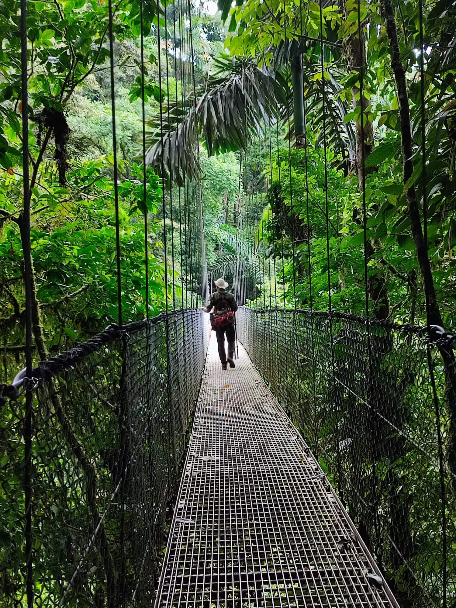 Guía turístico cruzando un puente colgante rodeado de naturaleza en Costa Rica como parte de una experiencia de turismo sostenible diseñada con consultorías turísticas